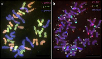 Development and Cytomolecular Identification of Monosomic Alien Addition and Substitution Lines of Triticale (×Triticosecale Wittmack) With 2Sk Chromosome Conferring Leaf Rust Resistance Derived From Aegilops kotschyi Boiss